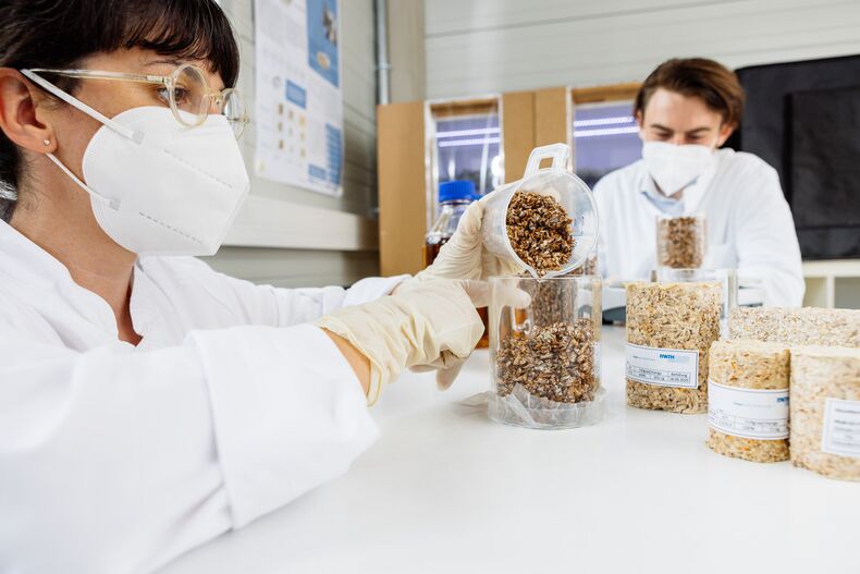 A female and a male person in lab coats are sitting at a table. In front of them are samples of fungal mycelium and wood chips, compressed into cylindrical form. In the foreground, the female person fills a mixture of these samples into a glass cylinder.