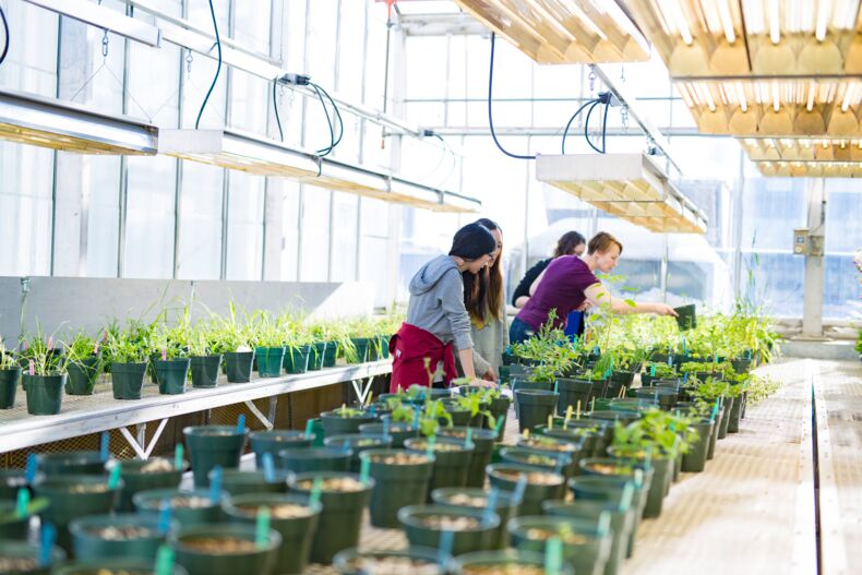 The picture shows four people in a glass greenhouse. There are many plants in pots under lamps.