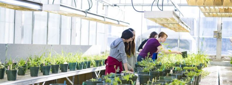 The picture shows four people in a glass greenhouse. There are many plants in pots under lamps.