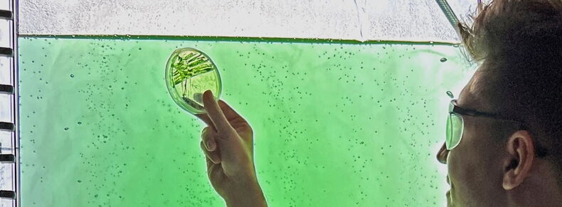A person holds up a petri dish with green growth. A pane of glass with a green bubbling liquid behind it can be seen in the background.