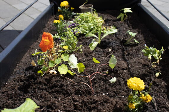 Colorful plants planted in the soil of the Beetmobil.
